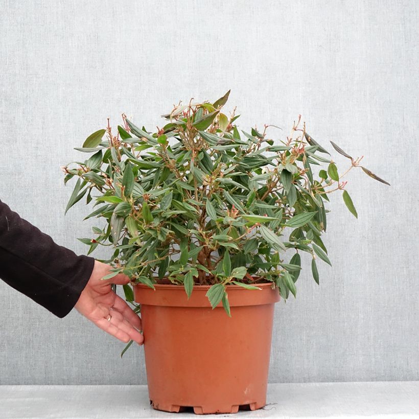 Exemplaar van Tibouchina urvilleana Peace Baby - Spinnenbloem Pot van 7,5 l/10 l zoals geleverd in de lente