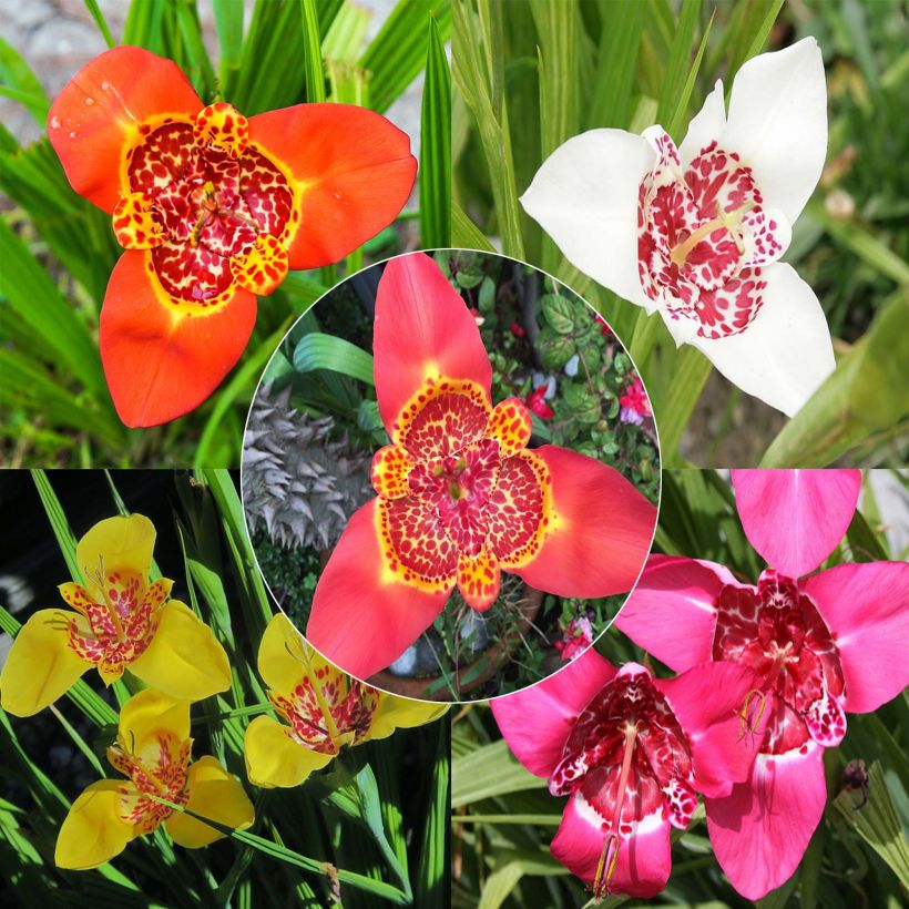Tigridia pavonia (zaad) - Tijgerbloem (Flowering)