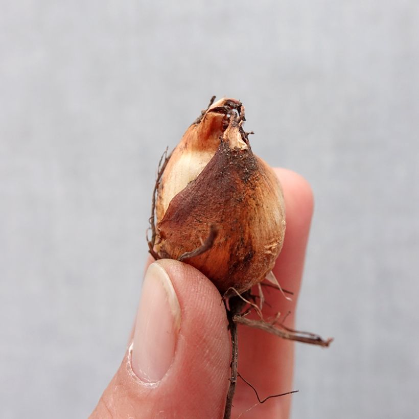 Example of Tigridia pavonia Speciosa - Oeil de Paon Bol Kaliber/Größe 7+ as you get in printemps