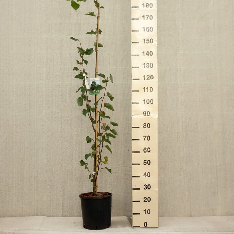 Exemplaar van Tilia cordata Greenspire - Tilleul à petites feuilles Pot de 7,5L/10L zoals geleverd in de herfst