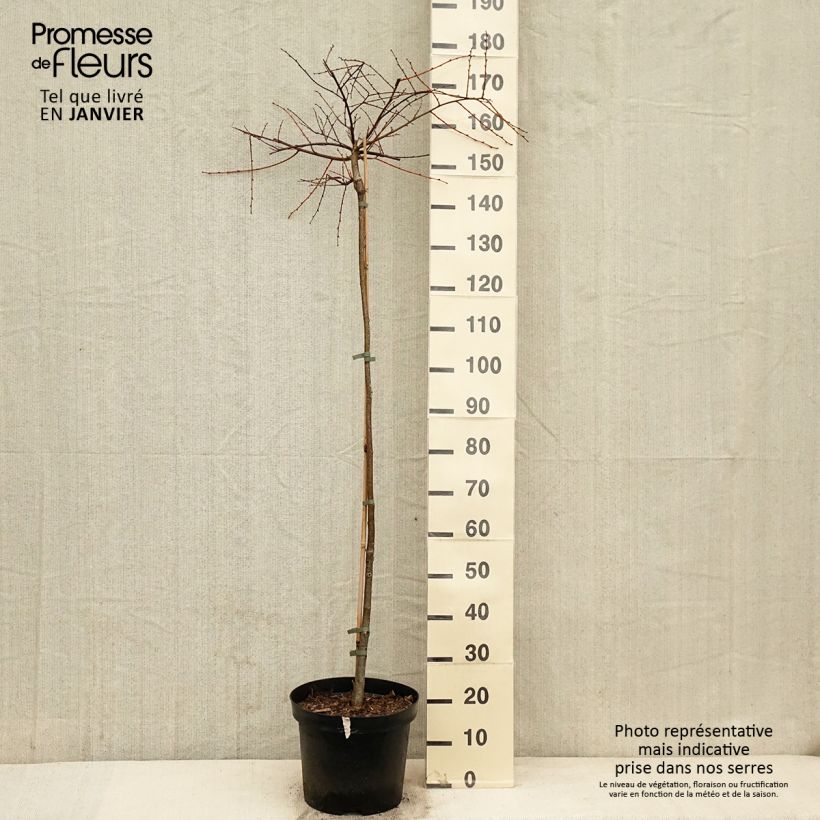 Example of Tilia cordata Pevé Kronenberg - Tilleul à petites feuilles Pot van 12 l/15 l as you get in hiver