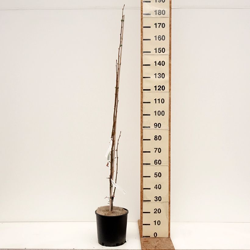 Exemplaar van Tilia cordata Rancho - Winterlinde Pot van 12 l/15 l zoals geleverd in de winter