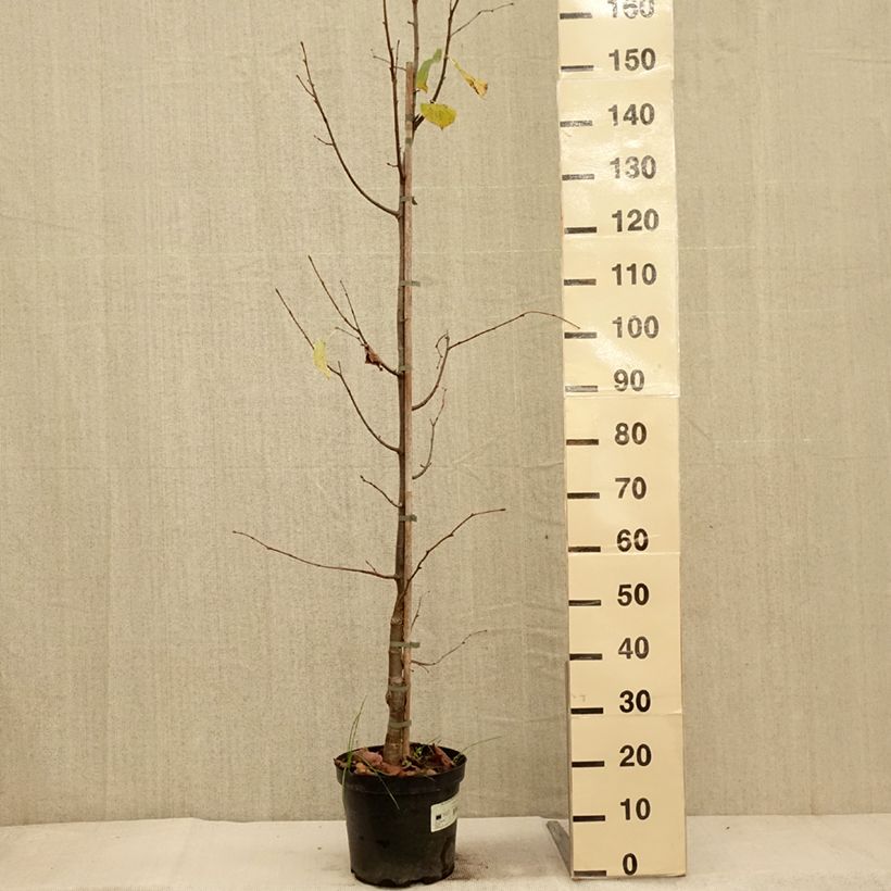 Exemplaar van Tilleul à petites feuilles Swedish Upright - Tilia cordata  Pot de 7,5L/10L zoals geleverd in de herfst