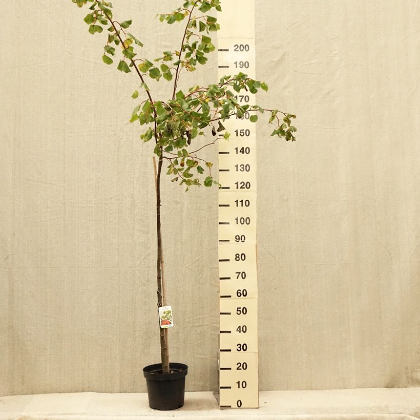 Exemplaar van Tilia cordata Winter Orange - Winterlinde Pot van 7,5 l/10 l, Stengel zoals geleverd in de zomer