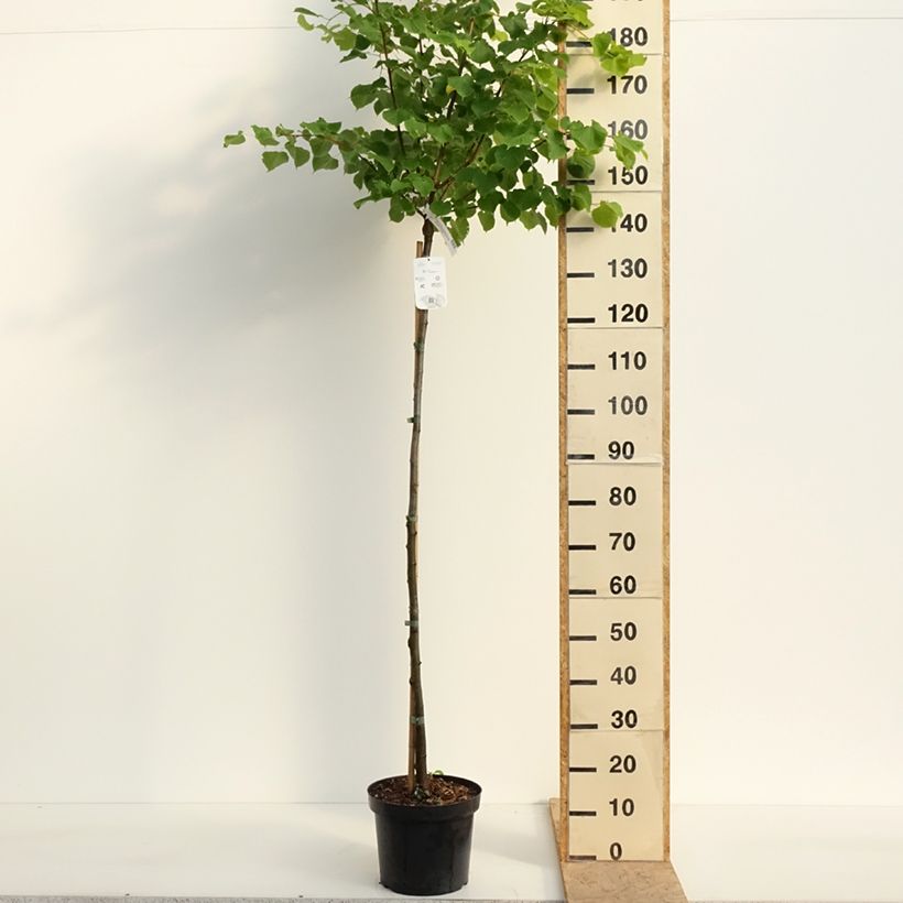 Exemplaar van Tilia cordata Winter Orange - Winterlinde Pot van 7,5 l/10 l, Stengel zoals geleverd in de lente