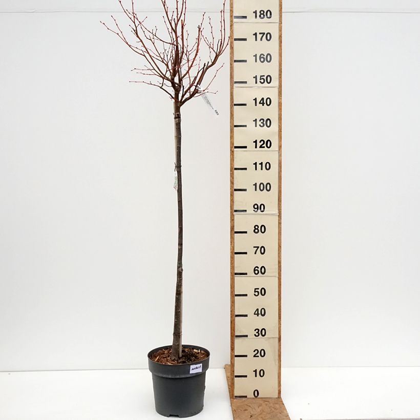 Exemplaar van Tilia cordata Winter Orange - Winterlinde Pot van 7,5 l/10 l, Stengel zoals geleverd in de herfst