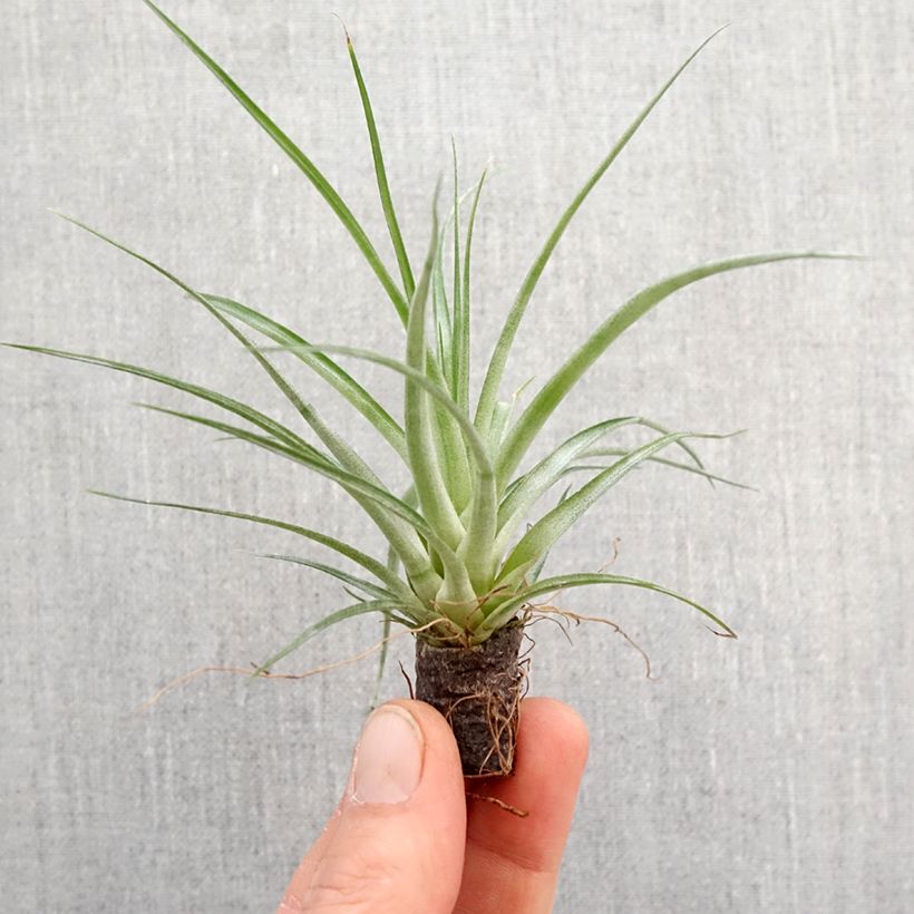 Example of Tillandsia Mizuki - Luchtplantje Mini-plante as you get in printemps