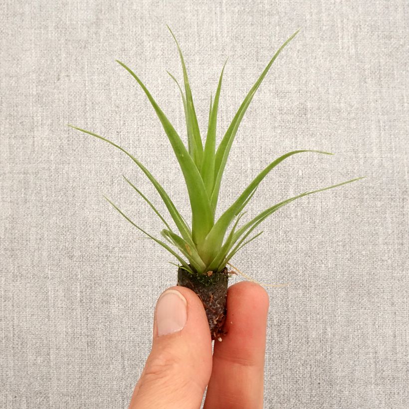 Example of Tillandsia Naomi - Luchtplantje Mini-plante as you get in printemps