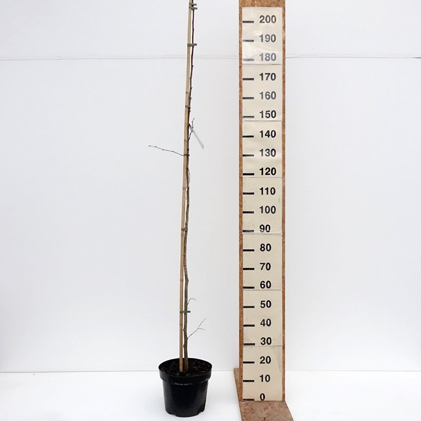 Exemplaar van Tilia platyphyllos Laciniata - Zomerlinde Pot van 7,5 l/10 l zoals geleverd in de winter