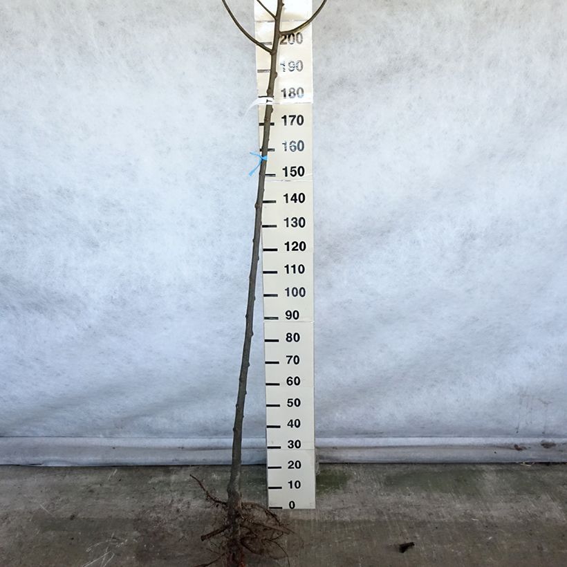 Example of Tilleul à grandes feuilles - Tilia platyphyllos Naakte wortel as you get in hiver