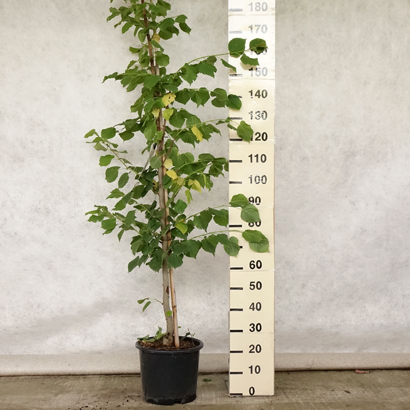 Exemplaar van Tilia platyphyllos Rubra - Zomerlinde Pot van 12 l/15 l, Kroonhoogte zoals geleverd in de zomer