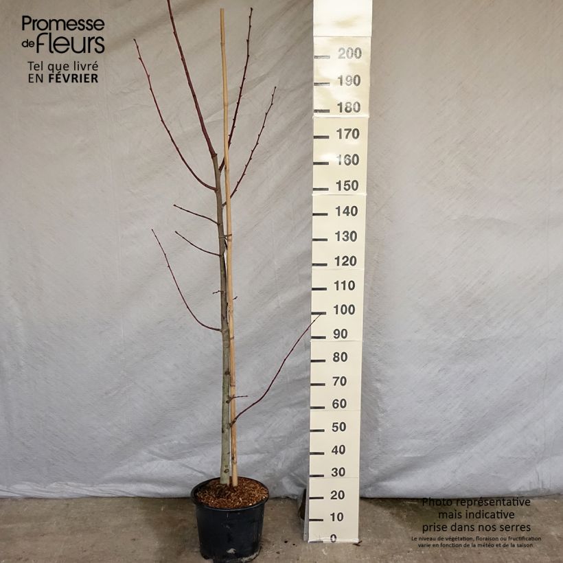 Example of Tilleul à grandes feuilles - Tilia platyphyllos Rubra Pot van 12 l/15 l as you get in hiver