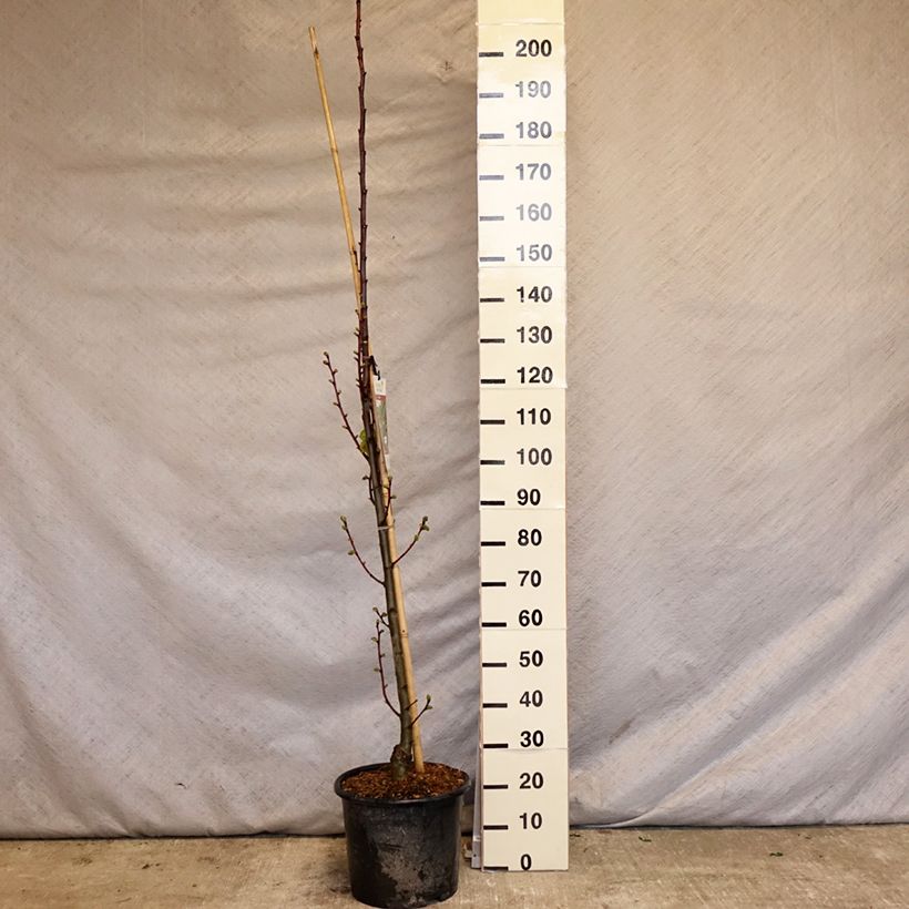 Exemplaar van Tilia platyphyllos Rubra - Zomerlinde Pot van 12 l/15 l, Kroonhoogte zoals geleverd in de lente