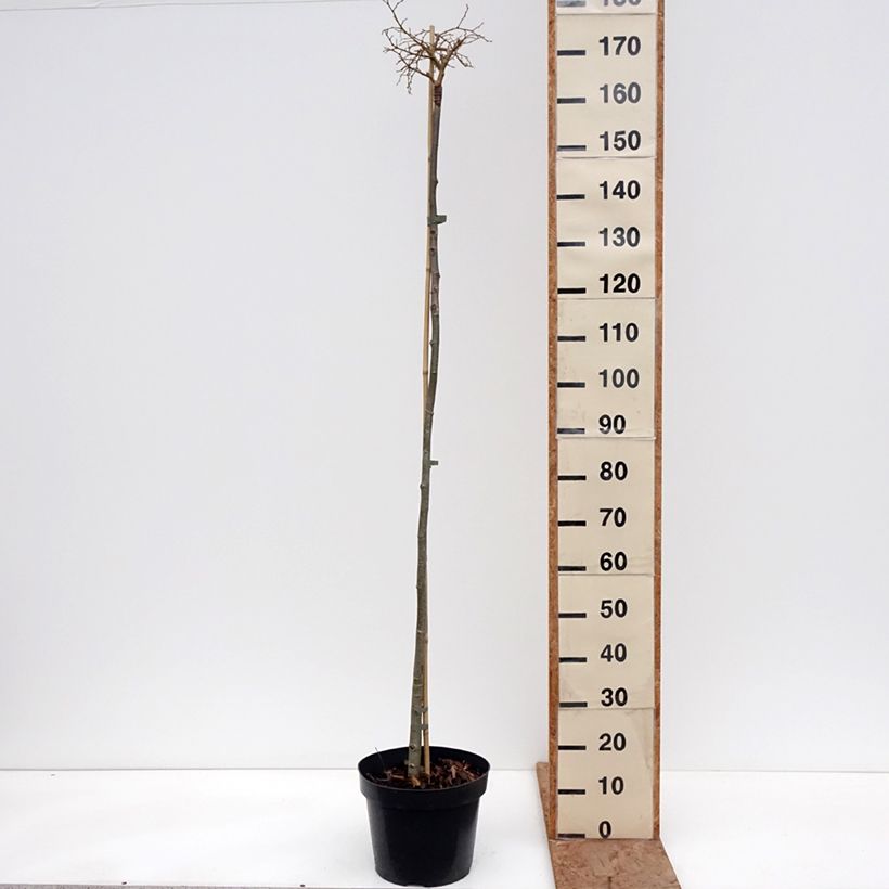 Exemplaar van Tilia cordata Simone - Winterlinde Pot van 7,5 l/10 l, Stengel zoals geleverd in de winter