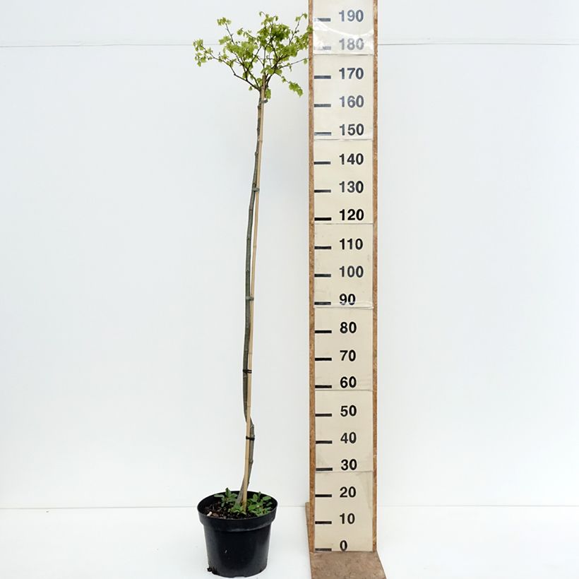 Exemplaar van Tilia cordata Simone - Winterlinde Pot van 7,5 l/10 l, Stengel zoals geleverd in de lente