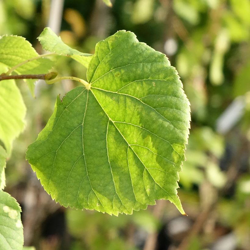 Tilia cordata Swedish Upright - Winterlinde (Blad)