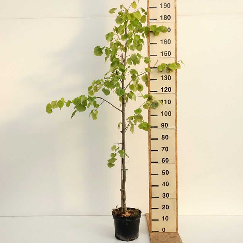 Exemplaar van Tilia cordata Swedish Upright - Winterlinde Pot van 7,5 l/10 l zoals geleverd in de zomer