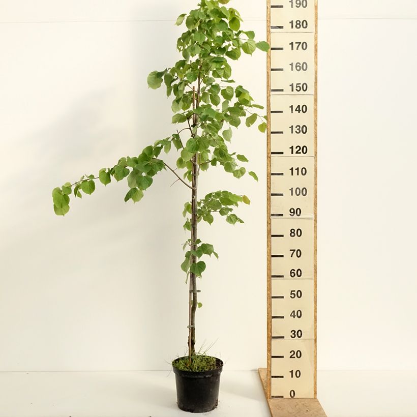Exemplaar van Tilia cordata Swedish Upright - Winterlinde Pot van 7,5 l/10 l zoals geleverd in de lente
