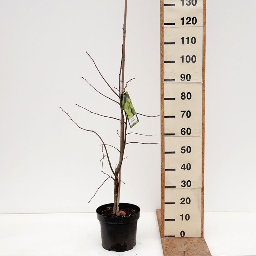 Exemplaar van Tilia europaea Wratislaviensis - Hollandse linde Pot van 7,5 l/10 l zoals geleverd in de winter