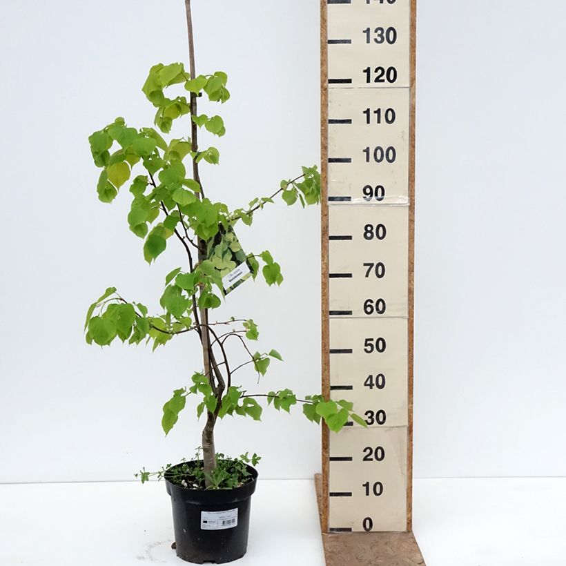 Exemplaar van Tilia europaea Wratislaviensis - Hollandse linde Pot van 7,5 l/10 l zoals geleverd in de lente