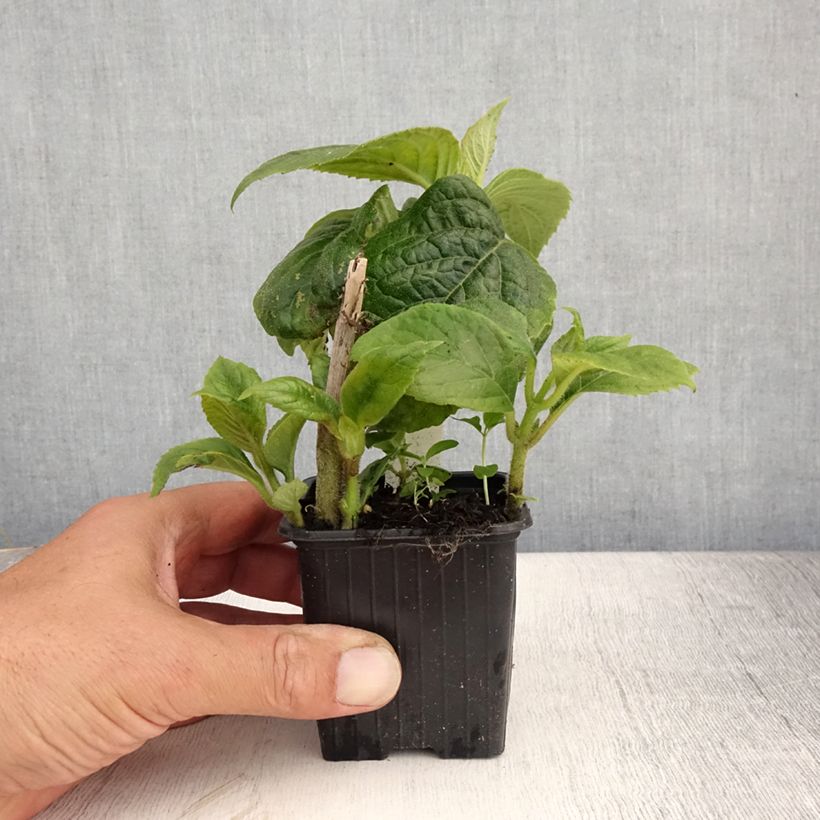 Exemplaar van Titanotrichum oldhamii - Chinees vingerhoedskruid Kweekpotje van 8/9 cm zoals geleverd in de zomer