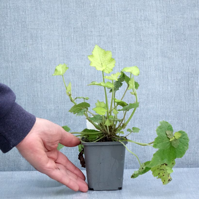 Exemplaar van Tolmiea menziesii Cool Gold - Kindje-op-moeders-schoot Kweekpotje van 8/9 cm zoals geleverd in de lente