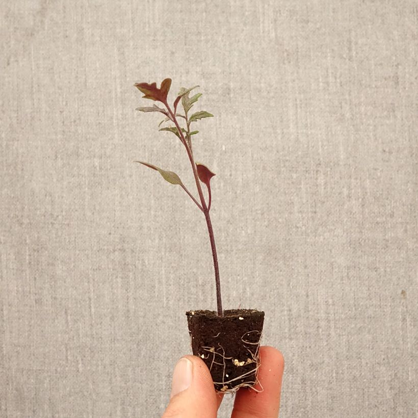 Exemplaar van Cocktailtomaat Black Moon F1 (jonge planten) Mini-mot Ø 3/4 cm zoals geleverd in de lente