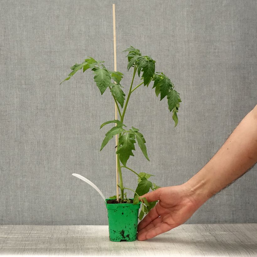 Exemplaar van Tomaat Crimson Crush  (jonge planten- geënt) Pot van 10 cm/11 cm zoals geleverd in de lente