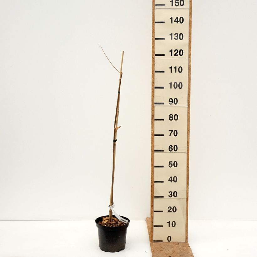 Exemplaar van Toona sinensis - Chinese mahonieboom Pot van 3 l/4 l zoals geleverd in de herfst