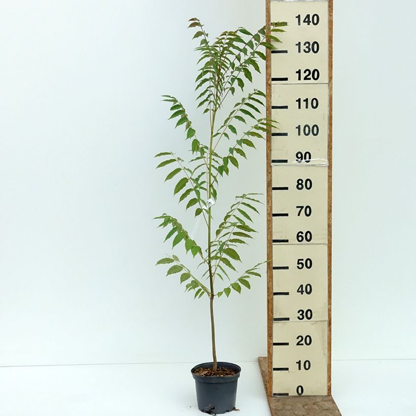Exemplaar van Toona sinensis - Acajou de Chine Pot de 3L/4L zoals geleverd in de zomer