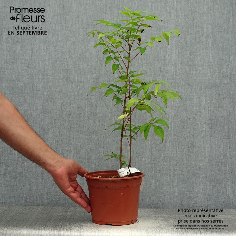 Exemplaar van Toona sinensis Flamingo - Chinese mahonieboom Pot van 2 l/3 l zoals geleverd in de herfst