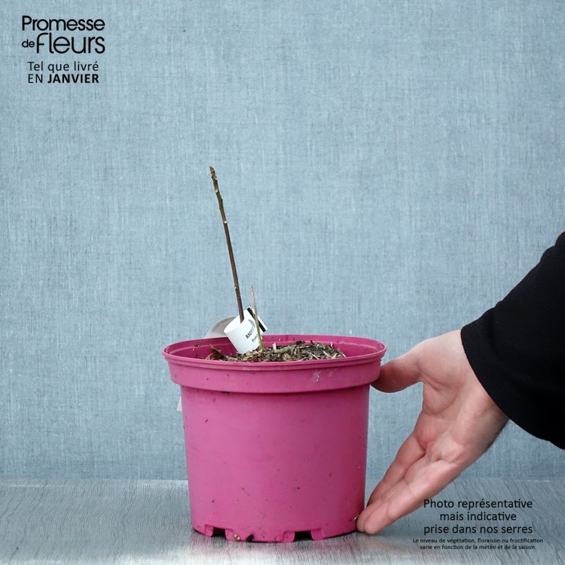 Example of Toona sinensis Flamingo - Chinese mahonieboom Pot van 2 l/3 l as you get in hiver