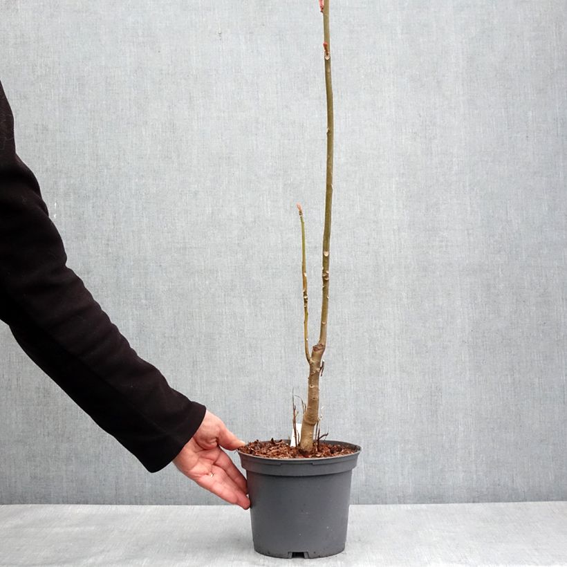 Exemplaar van Toona sinensis Flamingo - Chinese mahonieboom Pot van 2 l/3 l zoals geleverd in de lente