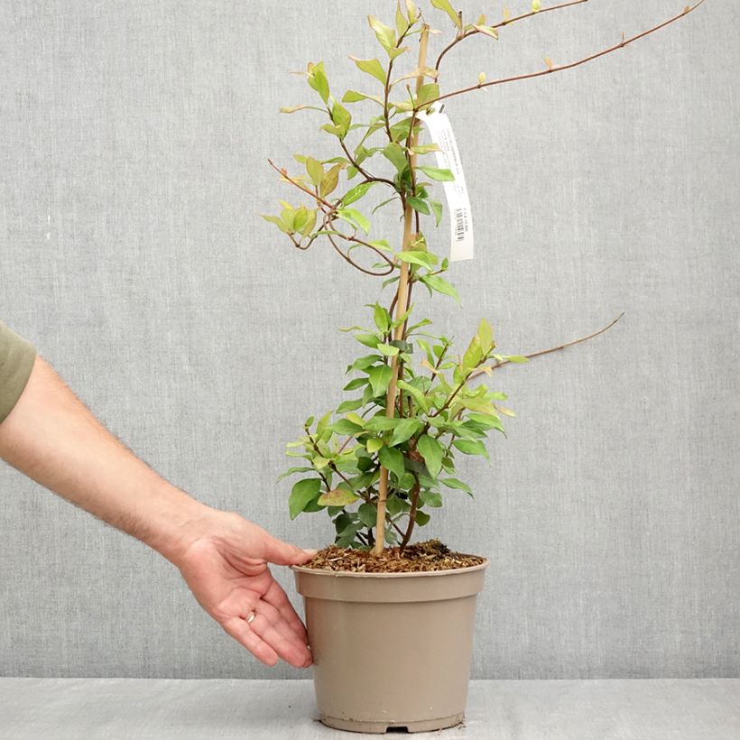 Exemplaar van Trachelospermum asiaticum Chili & Vanilla - Faux-jasmin Pot van 3 l/4 l zoals geleverd in de zomer