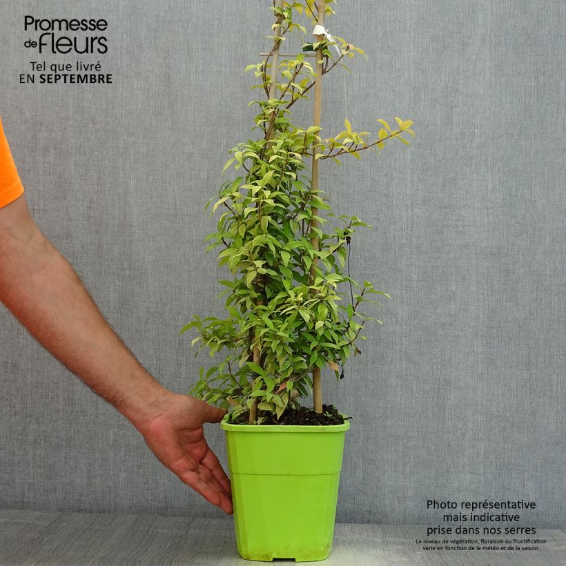 Exemplaar van Trachelospermum asiaticum Golden Memories - Toscaanse jasmijn Pot van 3 l/4 l zoals geleverd in de zomer