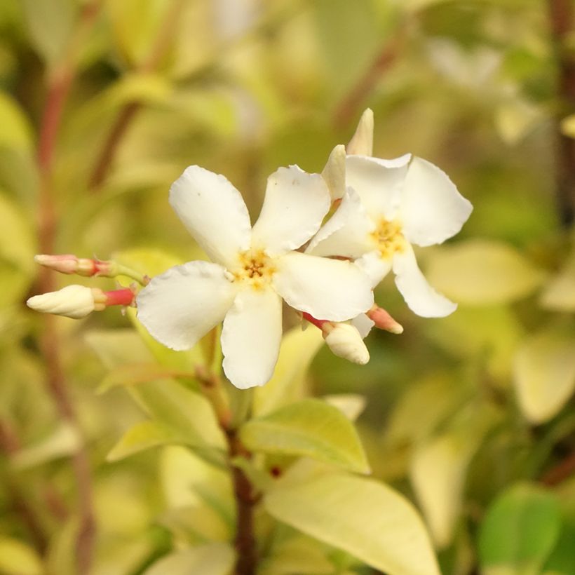Trachelospermum asiaticum Golden Memories - Toscaanse jasmijn (Bloei)