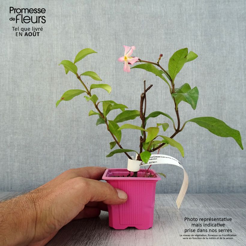 Exemplaar van Trachelospermum asiaticum Pink Showers - Japanse sterjasmijn Kweekpotje van 8/9 cm zoals geleverd in de zomer