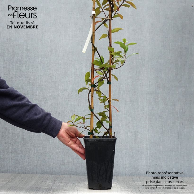 Exemplaar van Trachelospermum asiaticum Pink Showers - Japanse sterjasmijn Pot van 2 l/3 l zoals geleverd in de herfst