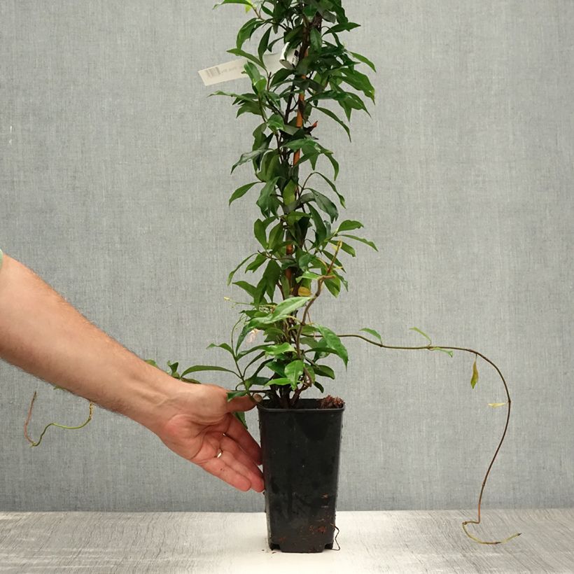 Exemplaar van Trachelospermum asiaticum Pink Showers - Japanse sterjasmijn Pot van 2 l/3 l zoals geleverd in de zomer