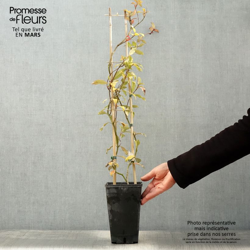 Exemplaar van Trachelospermum asiaticum Pink Showers - Japanse sterjasmijn Pot van 2 l/3 l zoals geleverd in de lente