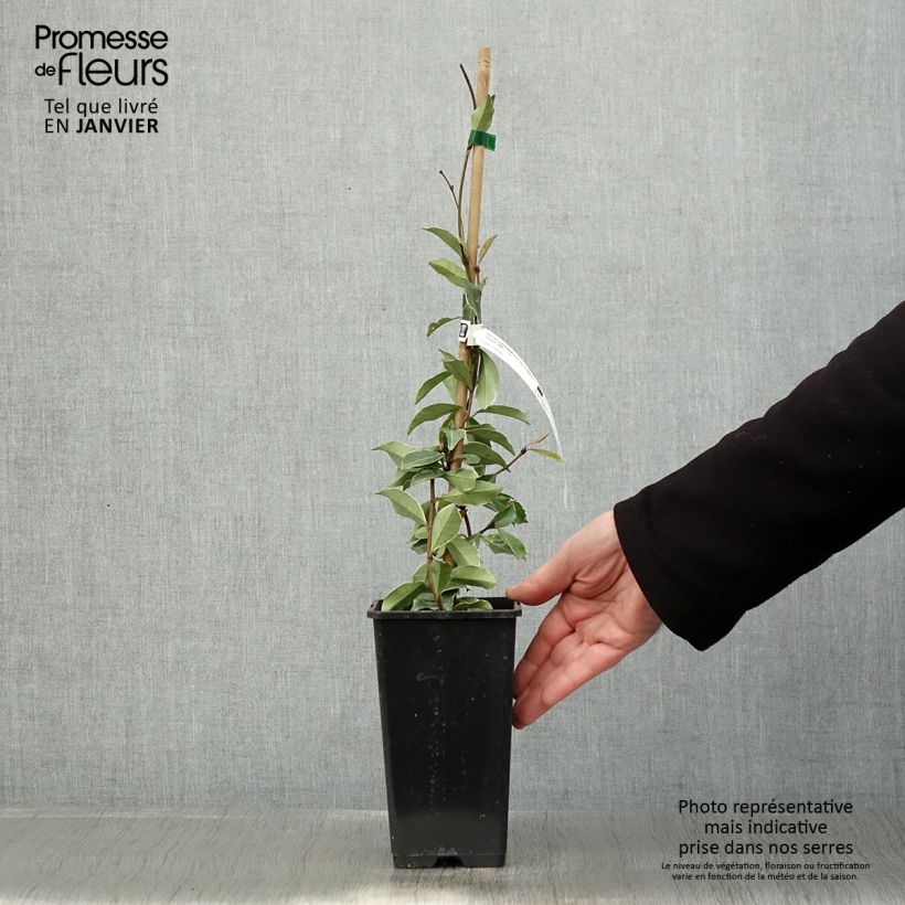Example of Trachelospermum asiaticum Star of Milano - Jasmin étoilé Pot van 1,5 l/2 l as you get in hiver