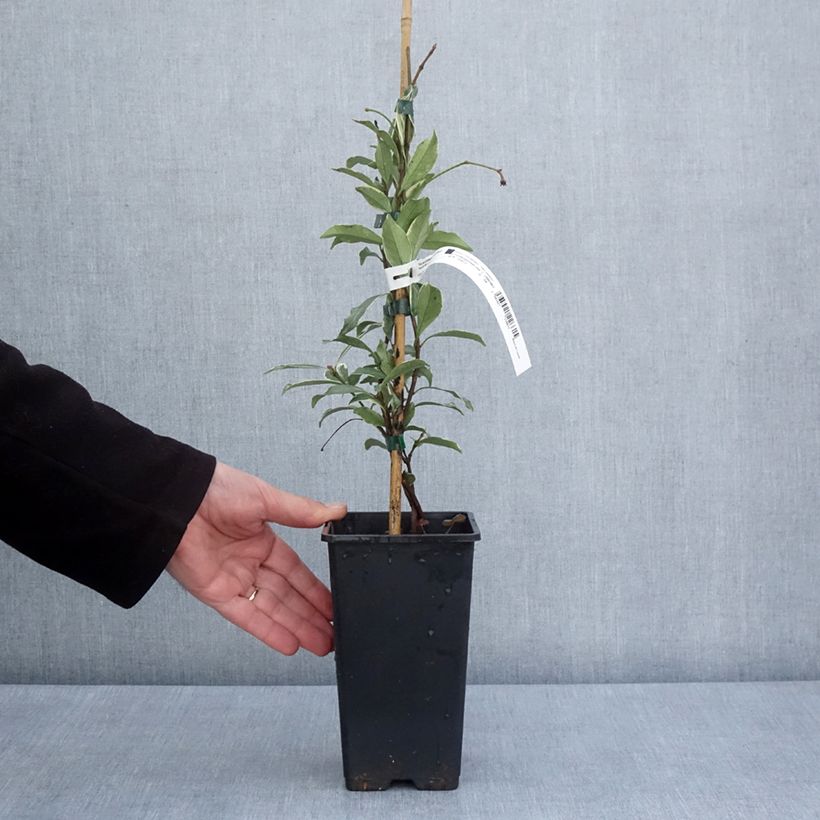 Exemplaar van Trachelospermum asiaticum Star of Milano - Japanse sterjasmijn Pot van 1,5 l/2 l zoals geleverd in de lente