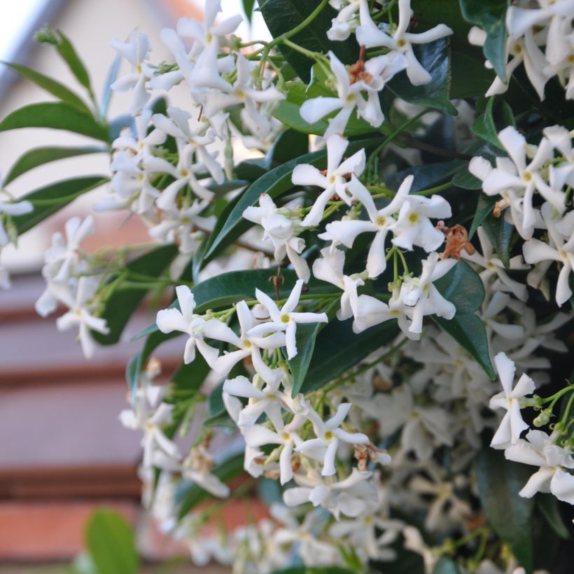 Trachelospermum jasminoides - Toscaanse jasmijn (Flowering)