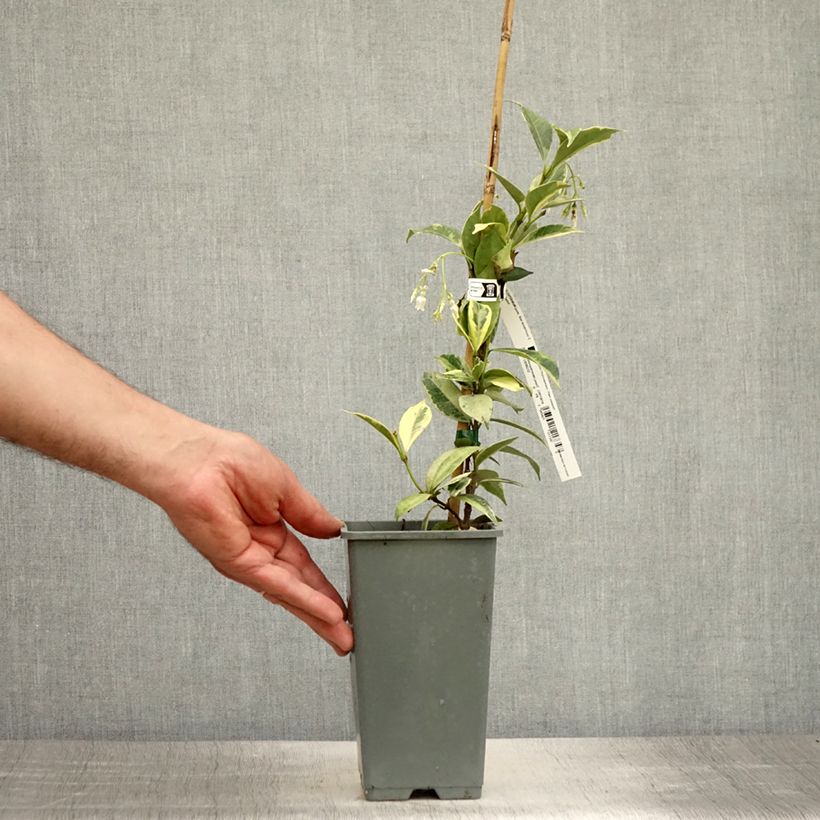 Exemplaar van Trachelospermum jasminoides Sun Lover - Toscaanse jasmijn Pot van 1,5 l/2 l zoals geleverd in de zomer