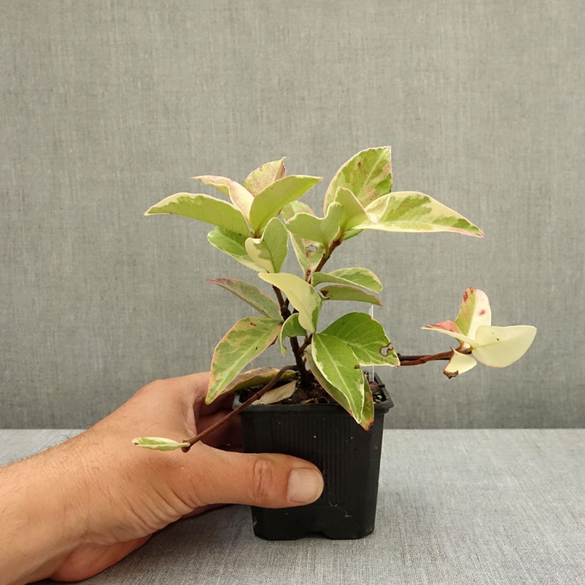 Exemplaar van Trachelospermum jasminoides Variegatum - Toscaanse jasmijn Kweekpotje van 8/9 cm zoals geleverd in de lente