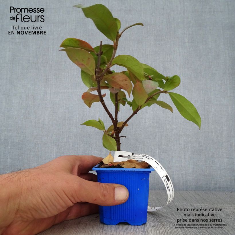 Exemplaar van Trachelospermum jasminoides Winter Ruby - Jasmin étoilé Godet de 8/9 cm zoals geleverd in de herfst
