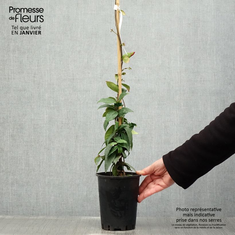 Example of Trachelospermum jasminoides Winter Ruby - Jasmin étoilé Pot van 2 l/3 l as you get in hiver