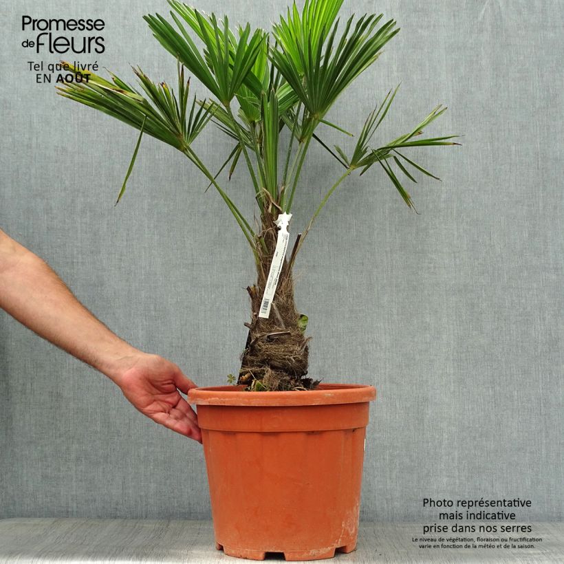 Exemplaar van Trachycarpus wagnerianus - Wagnerpalm Pot van 12 l/15 l, Hoogstam zoals geleverd in de zomer