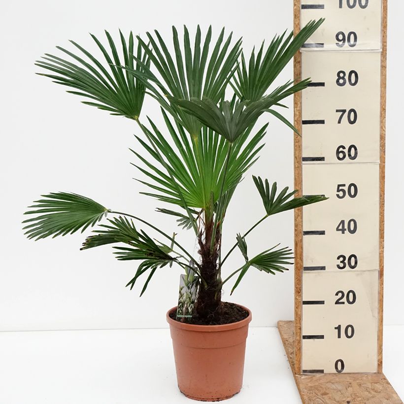 Exemplaar van Trachycarpus wagnerianus - Wagnerpalm Pot van 6 l/7 l zoals geleverd in de herfst