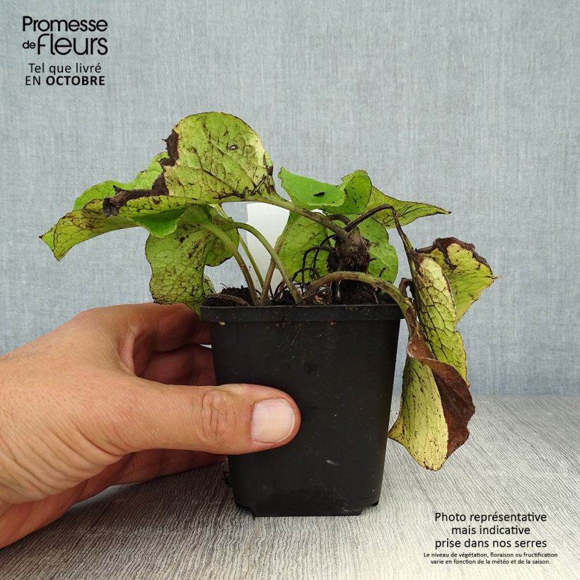 Exemplaar van Trachystemon orientalis - Oosterse bernagie Kweekpotje van 8/9 cm zoals geleverd in de herfst
